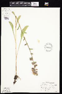 Prenanthes racemosa image