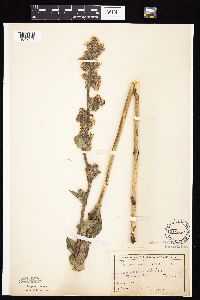 Prenanthes racemosa image
