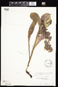 Prenanthes racemosa image