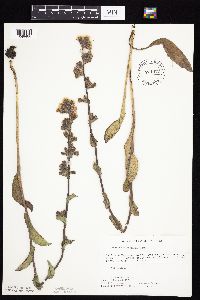 Prenanthes racemosa image
