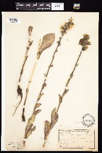Prenanthes racemosa image