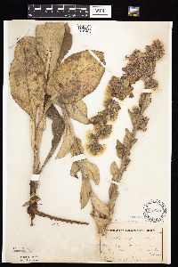 Prenanthes racemosa image