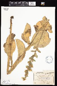 Prenanthes racemosa image
