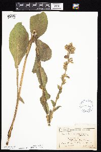 Prenanthes racemosa image