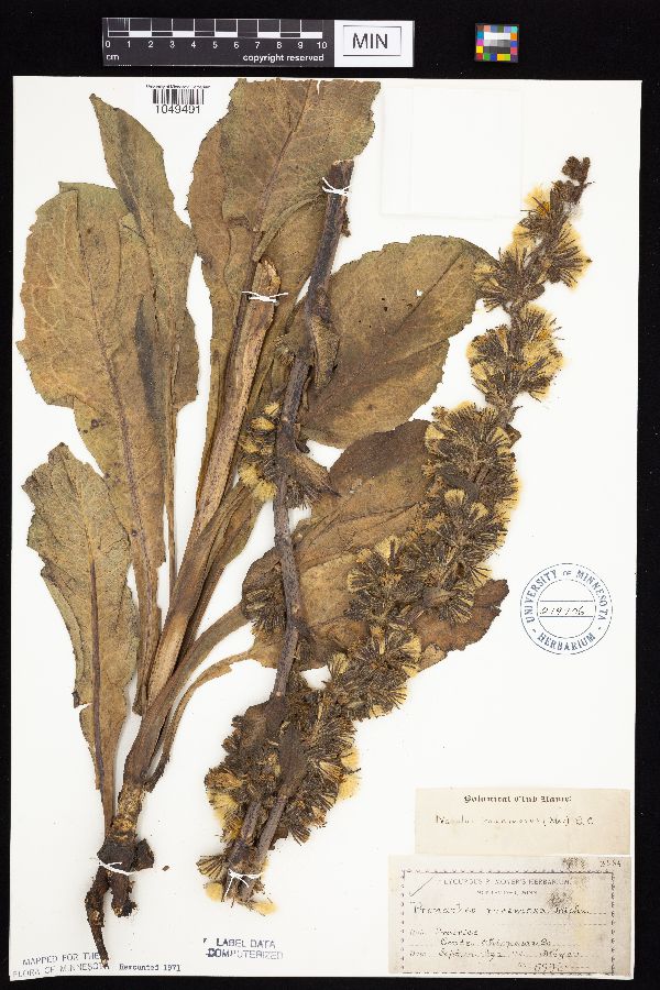 Prenanthes racemosa image