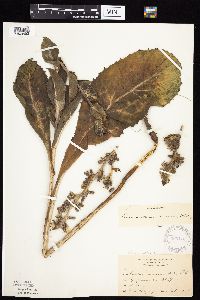 Prenanthes racemosa image