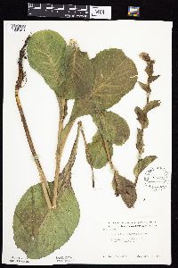 Prenanthes racemosa image
