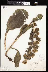 Prenanthes racemosa image