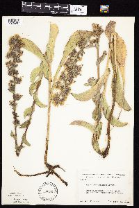 Prenanthes racemosa image