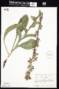 Prenanthes racemosa image