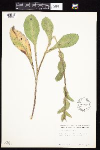 Prenanthes racemosa image