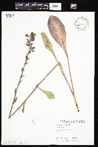 Prenanthes racemosa image