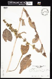 Prenanthes racemosa image