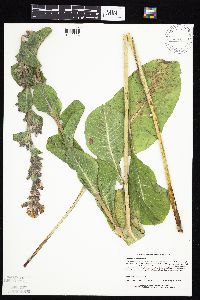 Prenanthes racemosa image