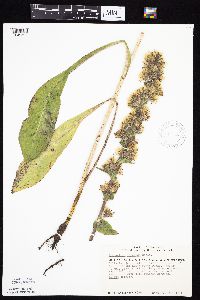 Prenanthes racemosa image
