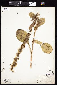 Prenanthes racemosa image