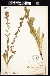 Prenanthes racemosa image