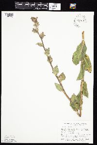 Prenanthes racemosa image