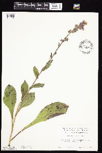 Prenanthes racemosa image