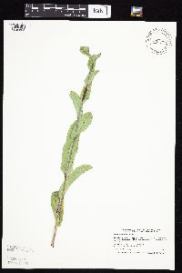 Prenanthes racemosa image