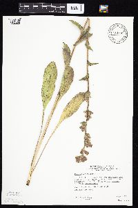 Prenanthes racemosa image