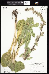 Prenanthes racemosa image