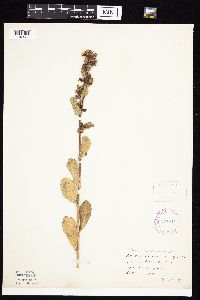 Prenanthes racemosa image