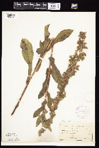 Prenanthes racemosa image