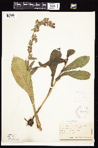 Prenanthes racemosa image