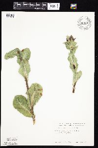 Prenanthes racemosa image
