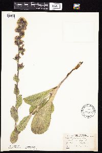 Prenanthes racemosa image
