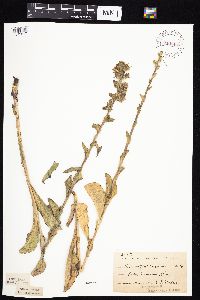 Prenanthes racemosa image