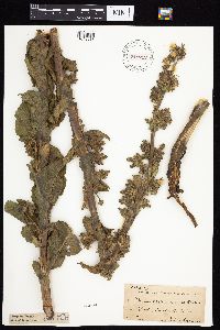 Prenanthes racemosa image