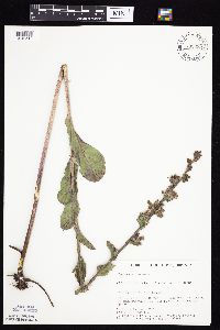 Prenanthes racemosa image