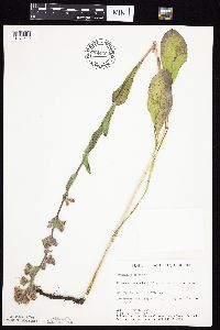 Prenanthes racemosa image
