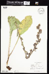 Prenanthes racemosa image