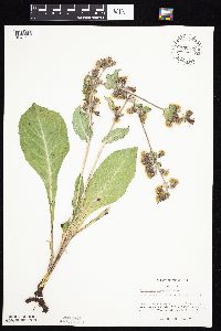 Prenanthes racemosa image