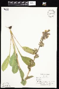 Prenanthes racemosa image