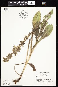 Prenanthes racemosa image