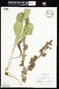 Prenanthes racemosa image