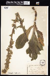Prenanthes racemosa image