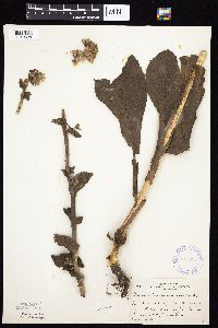 Prenanthes racemosa image
