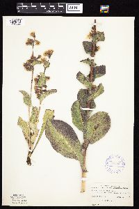 Prenanthes racemosa image