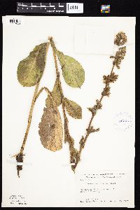 Prenanthes racemosa image