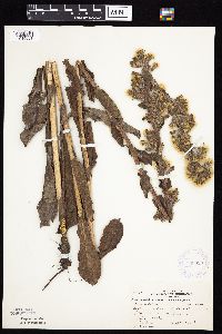 Prenanthes racemosa image