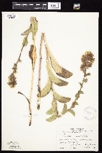 Prenanthes racemosa image