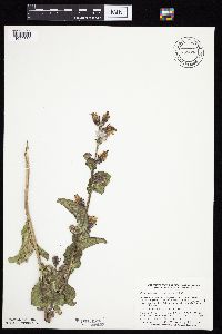 Prenanthes racemosa image