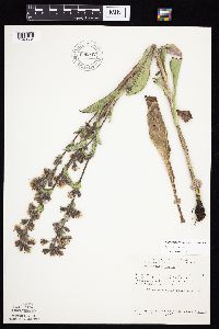 Prenanthes racemosa image