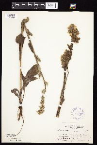 Prenanthes racemosa image