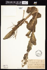 Prenanthes racemosa image